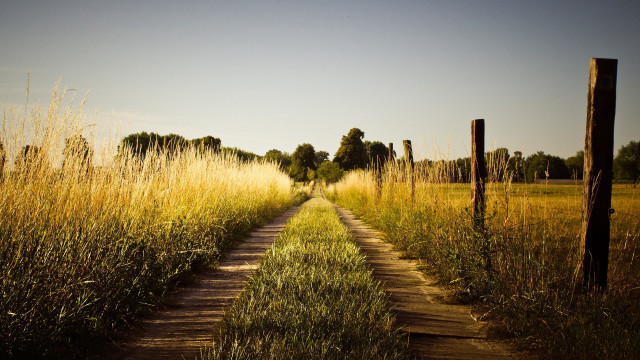 Dirt road tall grass fence free wallpaper for desktop - medium preview image