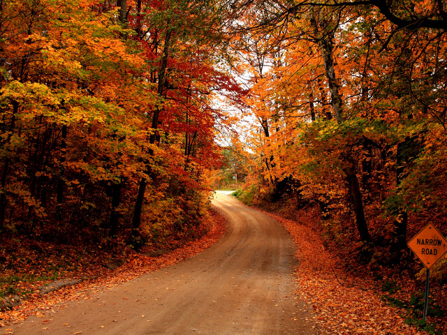 Autumn road trees fall foliage free wallpaper for desktop - medium preview image