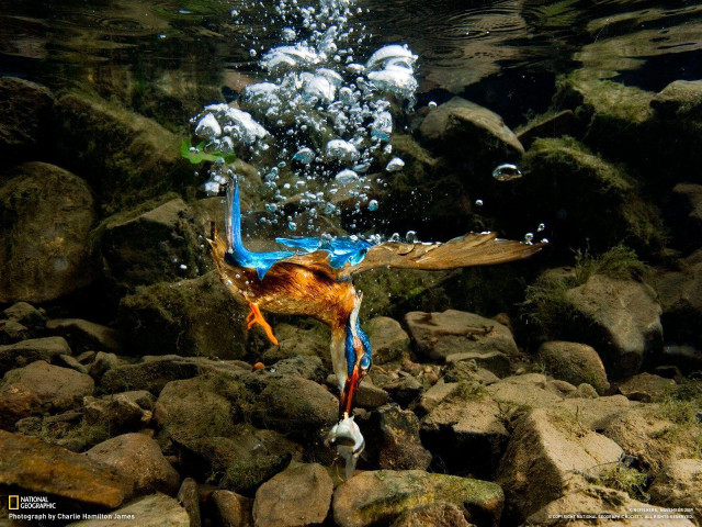 Bird diving water rocks bubbles free wallpaper for desktop - medium preview image