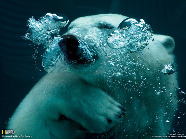 Polar bear underwater moonlight aurora free wallpaper for desktop - medium preview image
