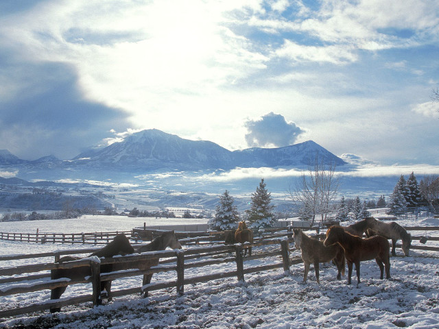 Horses snowy field mountains clouds free wallpaper for desktop - medium preview image