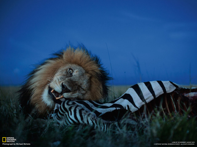 Lion zebra night grass blue free wallpaper for desktop - medium preview image