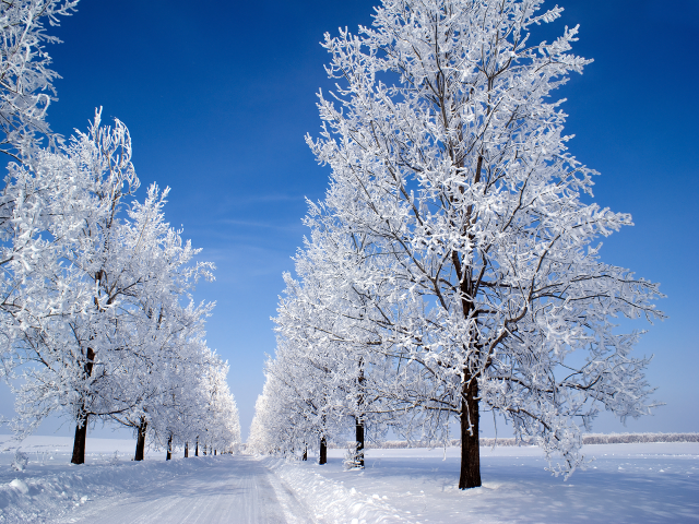 Snowy road trees blue sky free wallpaper for desktop - medium preview image
