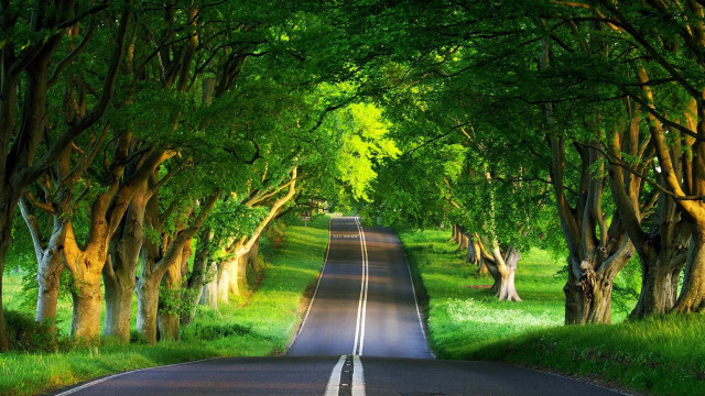 Road surrounded by trees and free wallpaper for desktop - medium preview image