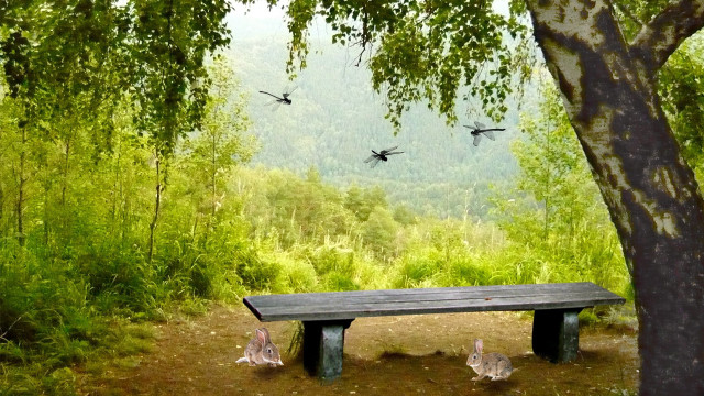 Bench forest birds flying tree free wallpaper for desktop - medium preview image