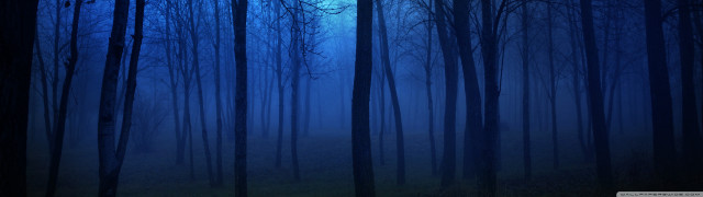 Dark forest full moon trees #2 free wallpaper for desktop - medium preview image
