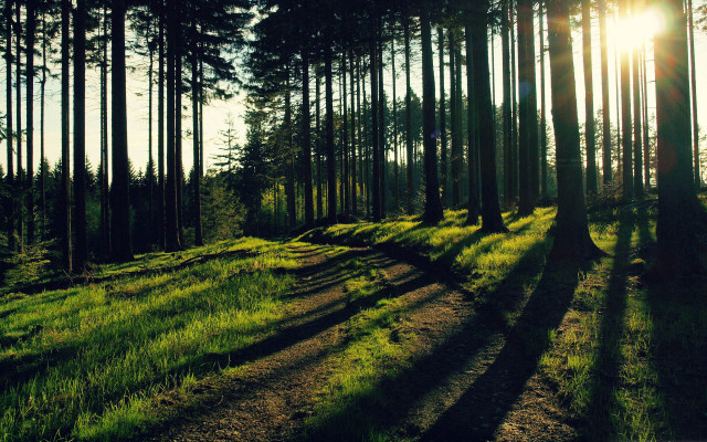 Forest path sunlight trees grass free wallpaper for desktop - medium preview image