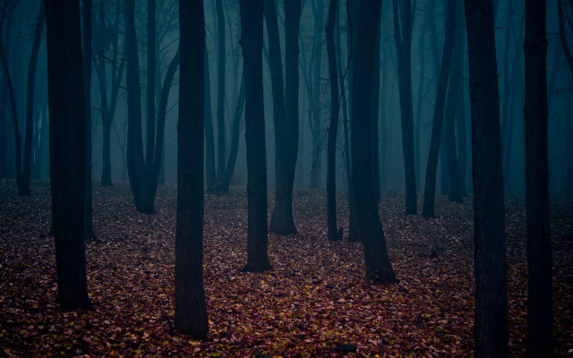 Dark forest foggy sky bare free wallpaper for desktop - medium preview image