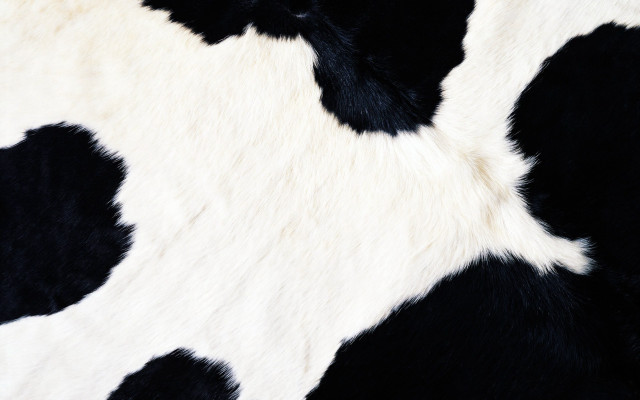 Cow print pattern black white free wallpaper for desktop - medium preview image