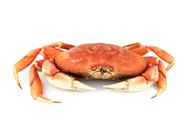 Red crab white background image free wallpaper for desktop - medium preview image
