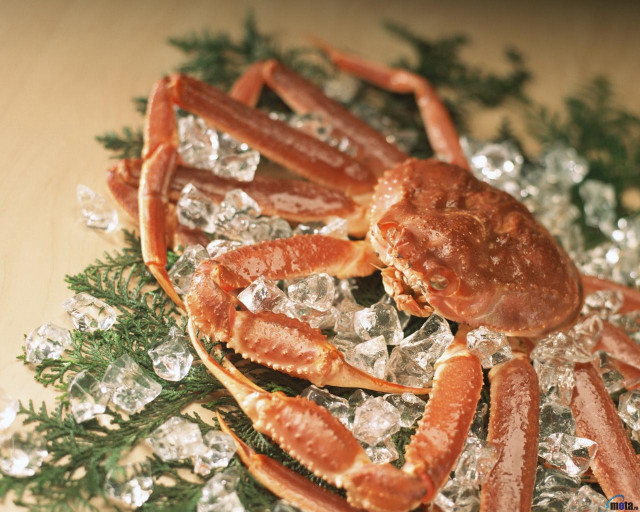 Crab on ice on table free wallpaper for desktop - medium preview image