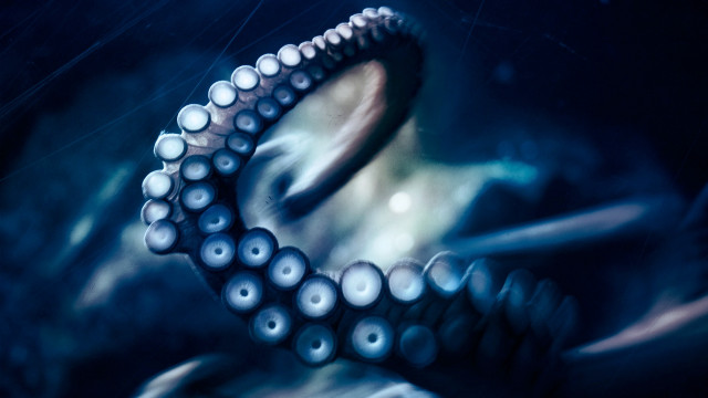 Octopus water tentacles open eyes free wallpaper for desktop - medium preview image