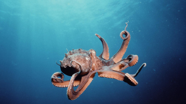 Octopus swimming ocean head above free wallpaper for desktop - medium preview image