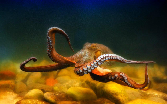 Octopus swimming water rocks gravel free wallpaper for desktop - medium preview image