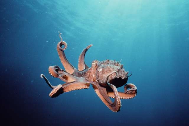 Octopus swimming ocean tentacles exposed free wallpaper for desktop - medium preview image