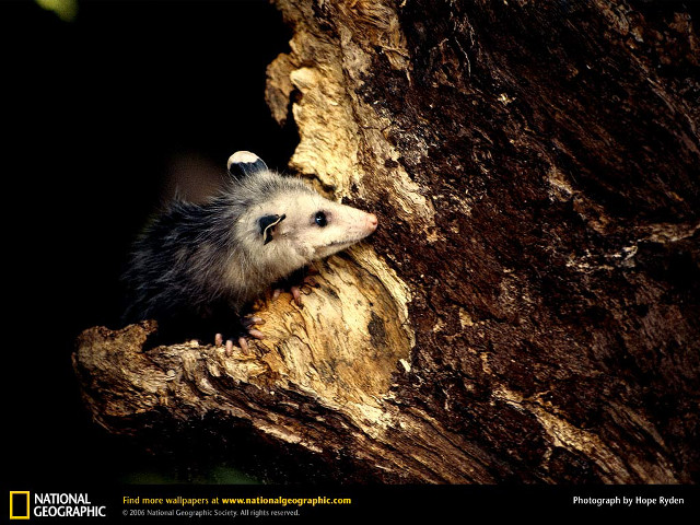 Small animal peeking tree trunk free wallpaper for desktop - medium preview image