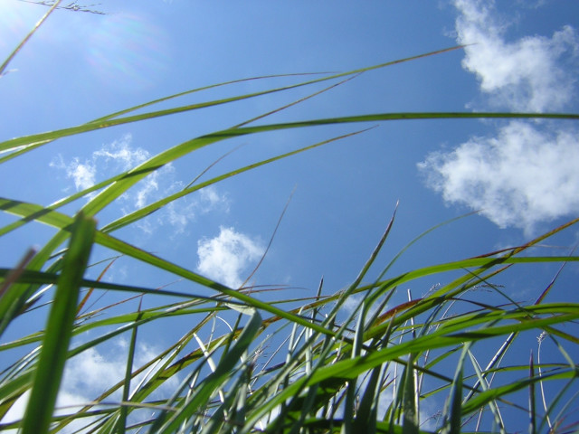 Sky grass field clouds view free wallpaper for desktop - medium preview image