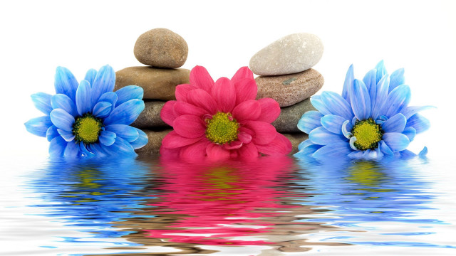 Flowers rocks water pile group free wallpaper for desktop - medium preview image