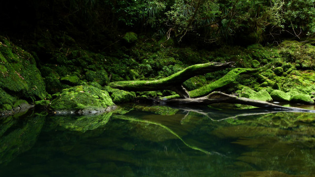Water mossy rocks trees background free wallpaper for desktop - medium preview image