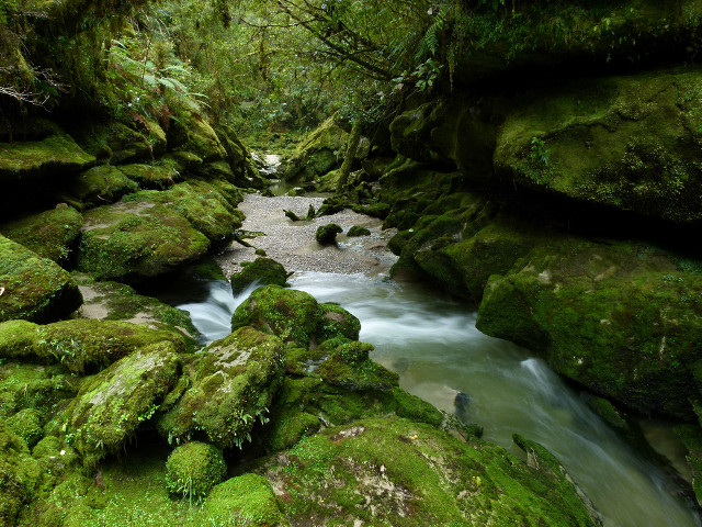 Stream lush forest rocks mossy free wallpaper for desktop - medium preview image