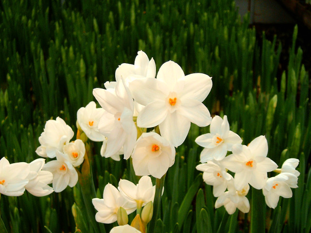 White flowers green grass building free wallpaper for desktop - medium preview image