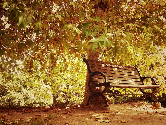 Bench tree park leaves ground free wallpaper for desktop - medium preview image