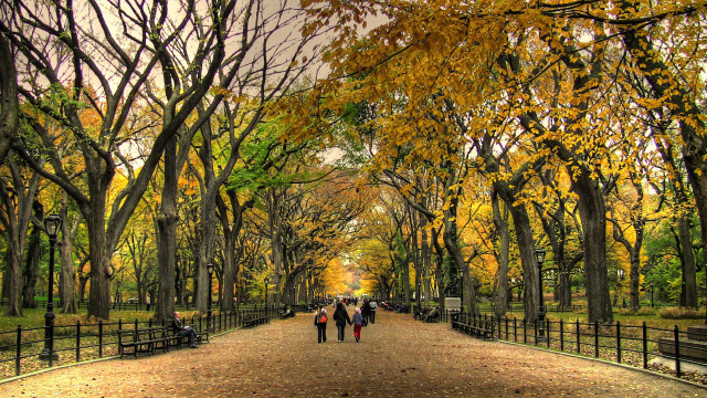 People walking tree lined road free wallpaper for desktop - medium preview image