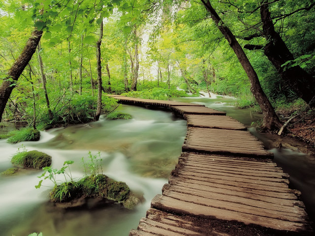 Wooden walkway crosses stream forest #2 free wallpaper for desktop - medium preview image