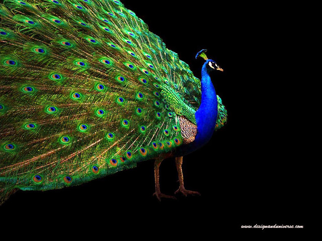 Peacock feathers spread tail display free wallpaper for desktop - medium preview image