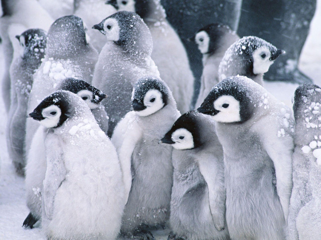 Penguins standing snow together group free wallpaper for desktop - medium preview image