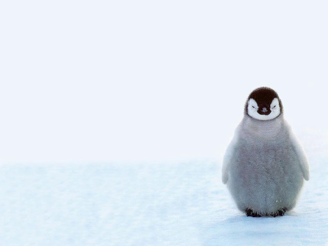 Penguin snow eyes closed black free wallpaper for desktop - medium preview image