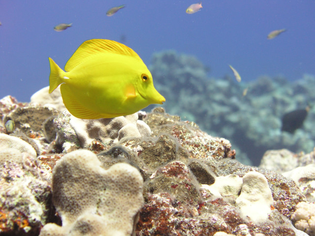 Yellow fish swimming water corals free wallpaper for desktop - medium preview image
