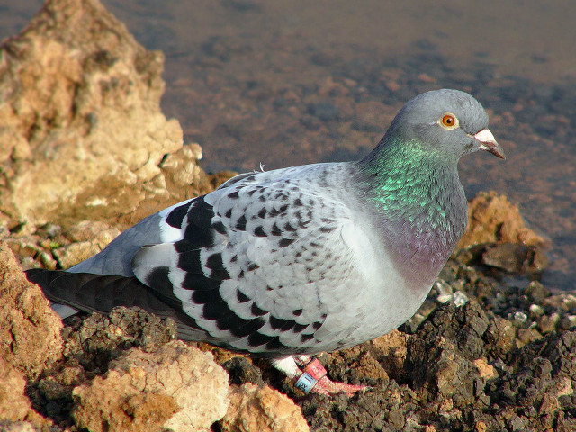Pigeon sitting rock water green free wallpaper for desktop - medium preview image