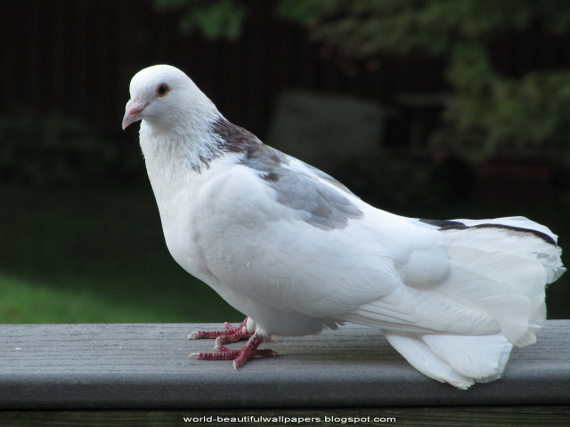White pigeon wooden ledge outside free wallpaper for desktop - medium preview image