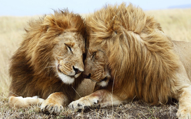 Two lions laying down grass free wallpaper for desktop - medium preview image
