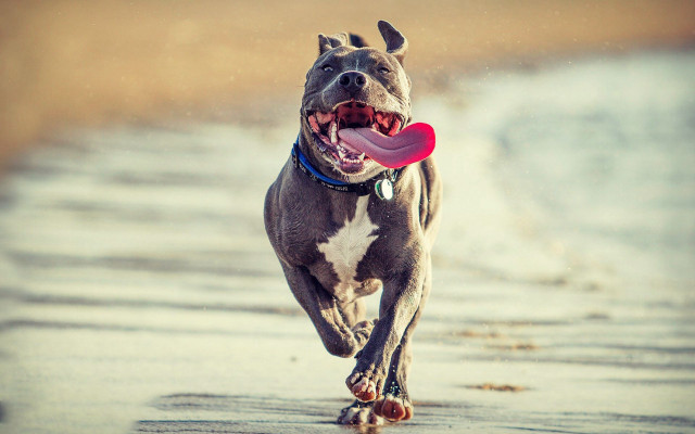 Dog running beach frisbee tongue #3 free wallpaper for desktop - medium preview image