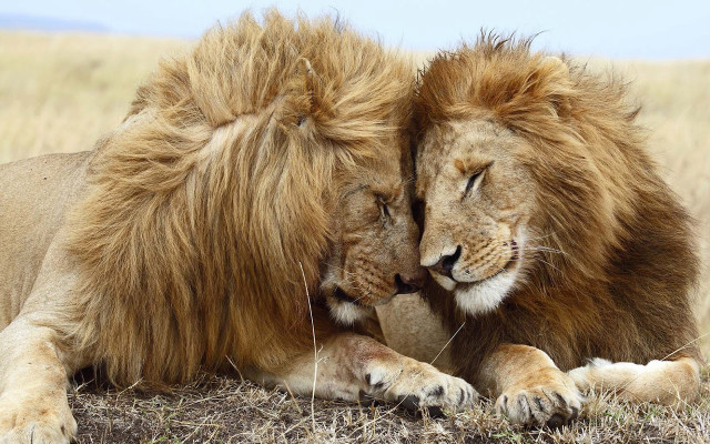 Two lions laying grass together free wallpaper for desktop - medium preview image