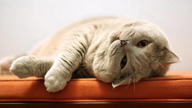 Cat laying back cushion eyes free wallpaper for desktop - medium preview image