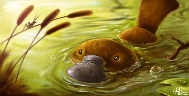 Duck floating pond fish mouth free wallpaper for desktop - medium preview image