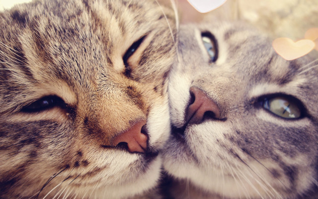 Two cats touching noses laying free wallpaper for desktop - medium preview image