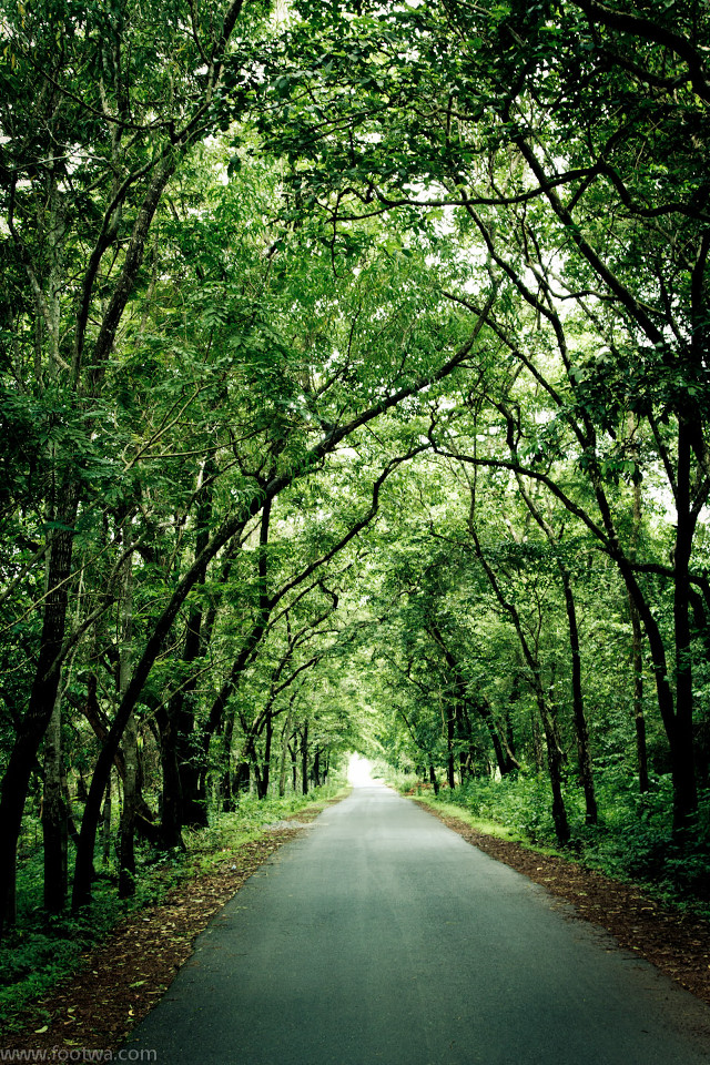Forest leaves bench sunlight trees free wallpaper for mobile - medium preview image