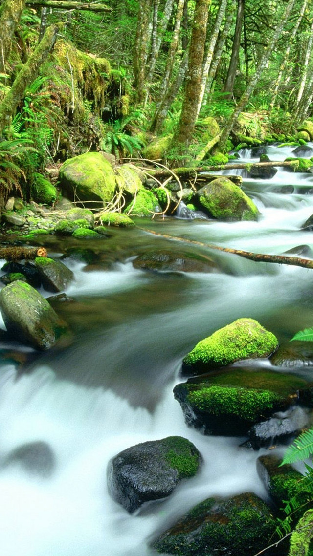 Stream lush green forest rocks #3 free wallpaper for mobile - medium preview image