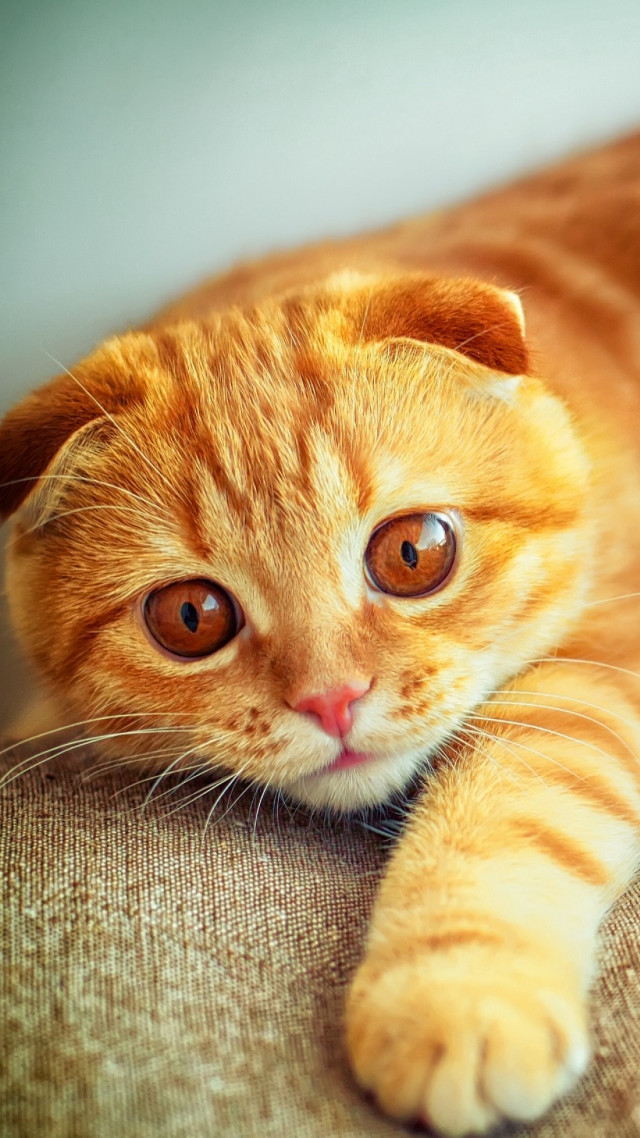 Cat couch wideeyes graphic depthfocus free wallpaper for mobile - medium preview image