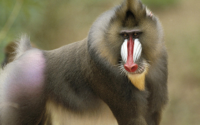 Monkey long tongue red nose free wallpaper for desktop - medium preview image