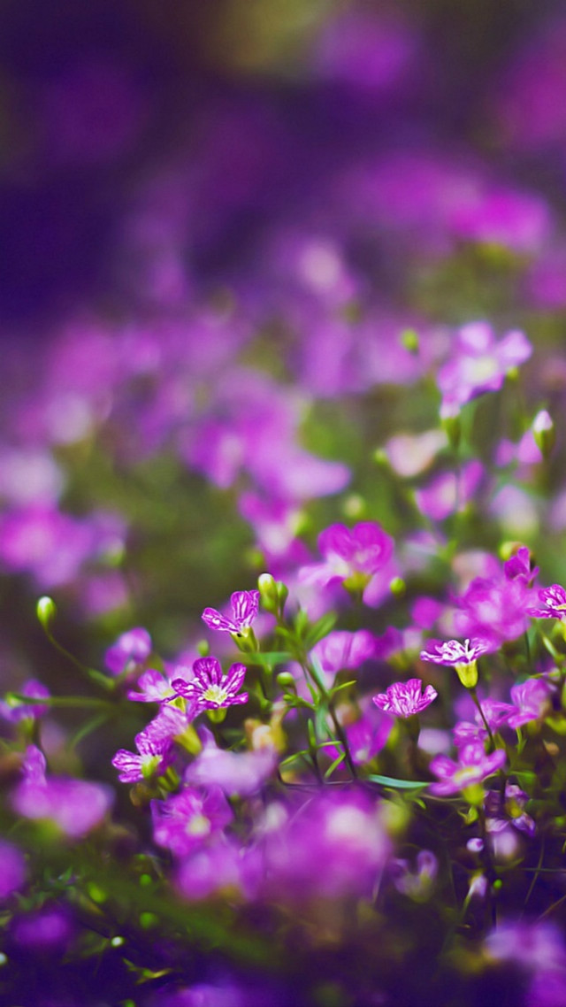 Purple flowers blooming grass blurry free wallpaper for mobile - medium preview image