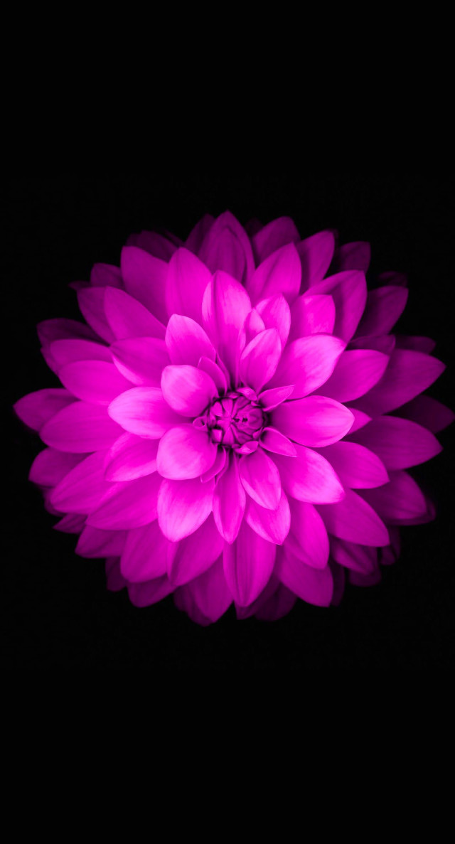 Purple flower dark background black #2 free wallpaper for mobile - medium preview image