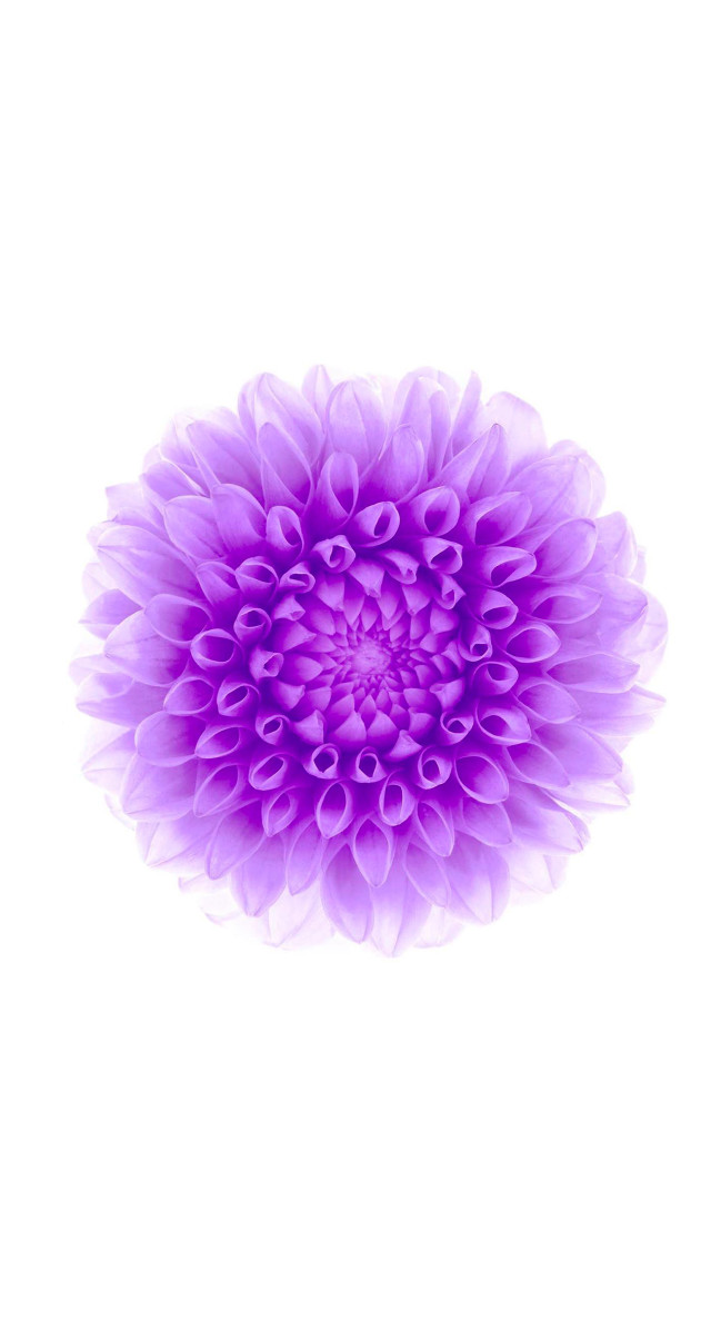 Purple flower white background generative free wallpaper for mobile - medium preview image