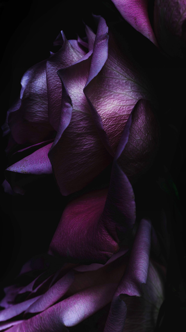 Purple flower closeup black background free wallpaper for mobile - medium preview image