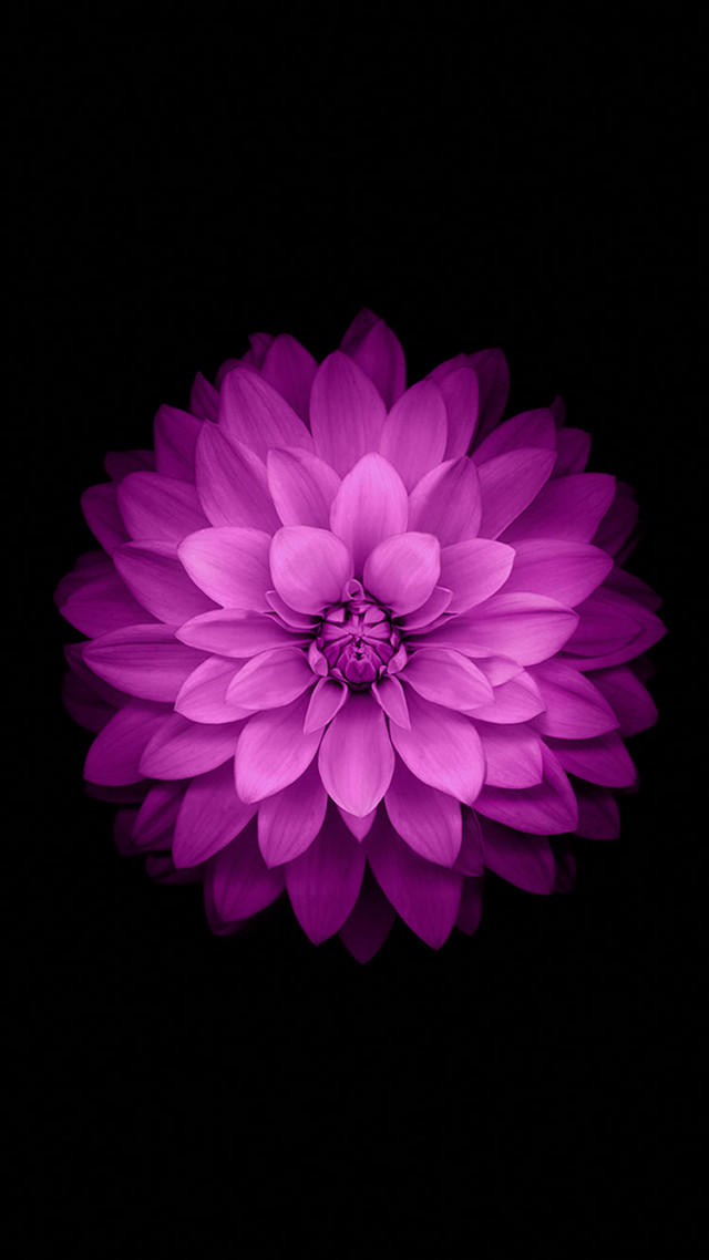 Purple flower white center dark #2 free wallpaper for mobile - medium preview image