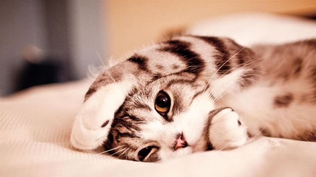 Cat back bed paws pillow free wallpaper for desktop - medium preview image